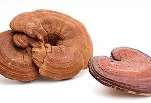 Reishi Pilz kaufen