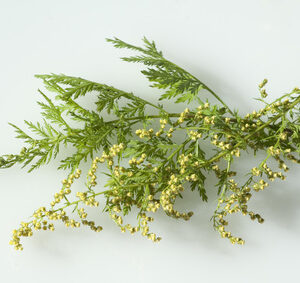 Artemisia annua kaufen