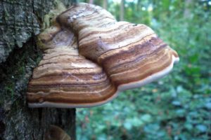 Chaga Pilz 30 Gramm