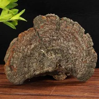 Huaier Pilz Extrakt 100 Gramm -Trametes robiniophila Murr